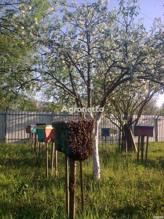 喀尔巴阡山脉的蜜蜂 - 2022 年的 Vuchkovsky 类型
