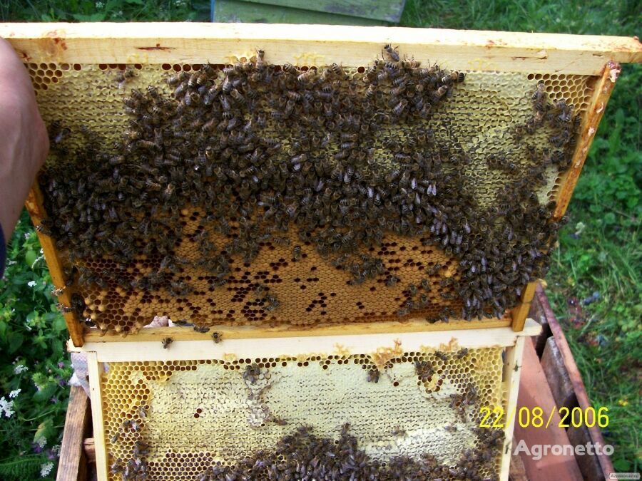 2021 年喀尔巴阡品种的蜜蜂包