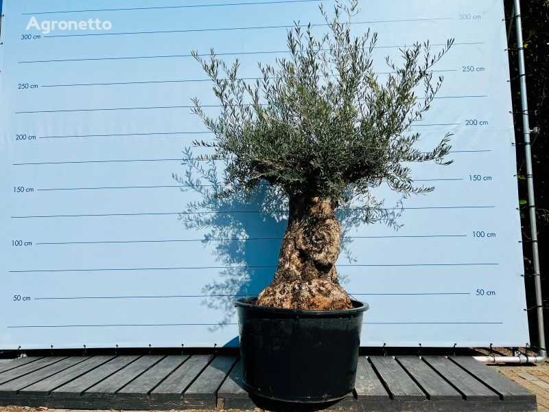 果树苗 olijfboom. stamomvang 100 - 120 cm